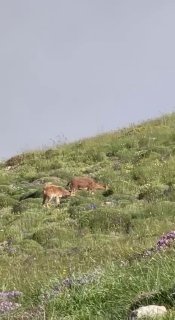 Фото горных козлов на склонах горы Хуступ, опубликованное Николом Пашиняном