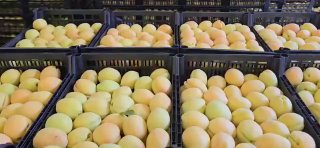 Партия армянских абрикосов для экспорта в Польшу, Спитак