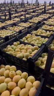 Погрузка армянских абрикосов для экспорта в Европу, Лори