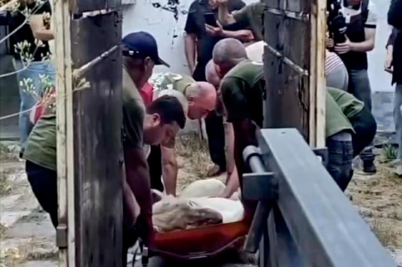 Львица из особняка Гагика Царукяна в Ереванском зоопарке