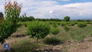 Фермер в поле, Спитак, Лори: новая программа кредитования под 0%
